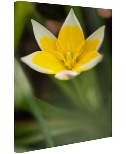 Gele bloem Canvas 60x80 cm - Foto print op Canvas schilderij (Wanddecoratie)