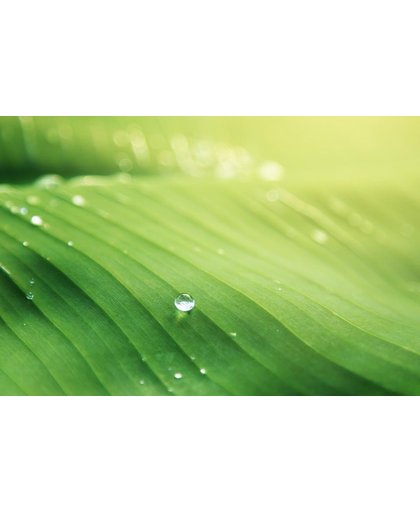 Blad Behang | Druppels water op een groen blad | 375 x 250 cm | Extra Sterk Vinyl Behang