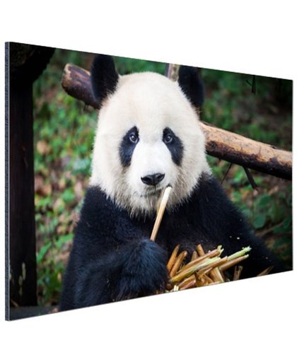Panda die bamboe eet Aluminium 30x20 cm - Foto print op Aluminium (metaal wanddecoratie)