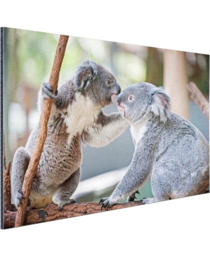 Twee koalaberen op tak Aluminium 60x40 cm - Foto print op Aluminium (metaal wanddecoratie)