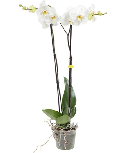 Orchidee Grandi-flora wit 85cm hoog 2 takken