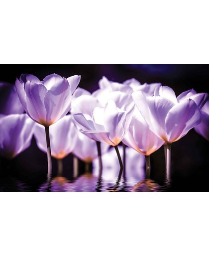 Fotobehang Flowers Poppies | XXL - 312cm x 219cm | 130g/m2 Vlies