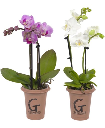 orchidee - The Gardians mini 2 tak rose - wit