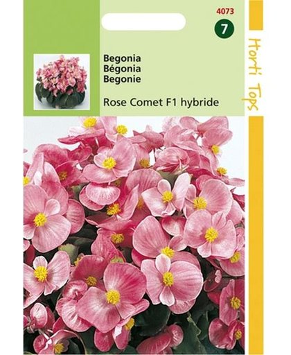 Begonia Rose Comet - Begonia semperflorens - set van 3 stuks