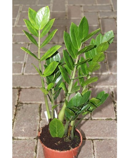 Zamioculcas zamiifolia - Kamerpalm - Kamerplant - Interieur of Kantoor Plant - 55 cm