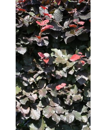 Fagus Sylvatica 'Atropunicea' - Rode Beuk - stamomtrek 14-16 cm hoogte 350 cm pot