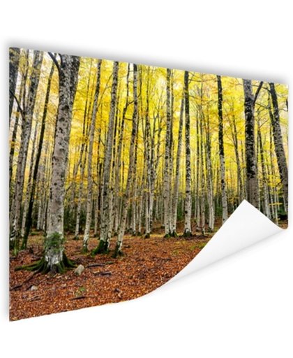 Gele bladeren in het bos in de herfst Poster 60x40 cm - Foto print op Poster (wanddecoratie)