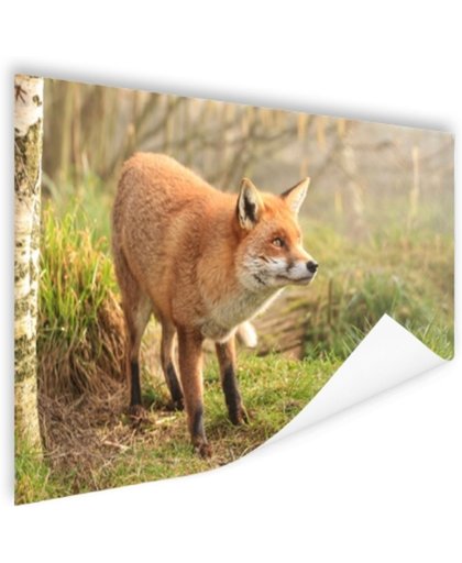 Nieuwsgierige vos Poster 90x60 cm - Foto print op Poster (wanddecoratie)