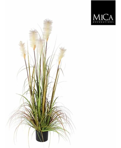 Mica flowers - pluimgras foxtail maat in cm: 150 in plastic pot