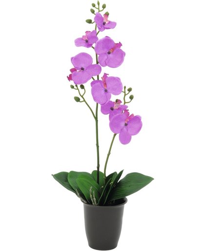 Europalms Orchidee, paars, 57cm