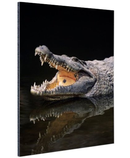 Nijl krokodil Aluminium 60x90 cm - Foto print op Aluminium (metaal wanddecoratie)