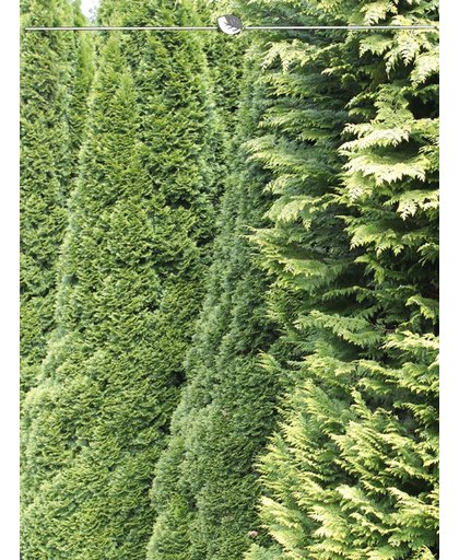 Westerse Levensboom Thuja Smaragd 160-180 cm, 50x haagplant, incl. bezorging
