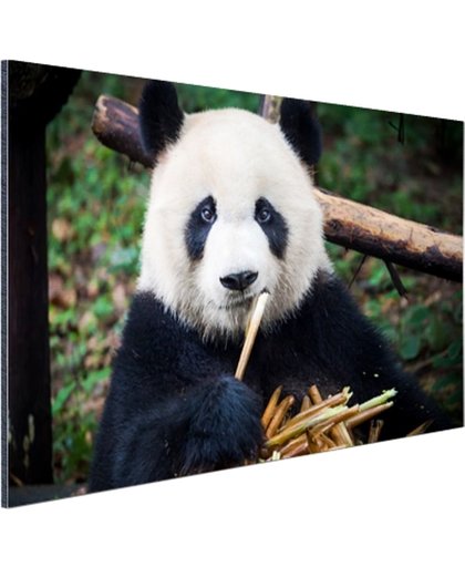 Panda die bamboe eet Aluminium 120x80 cm - Foto print op Aluminium (metaal wanddecoratie)