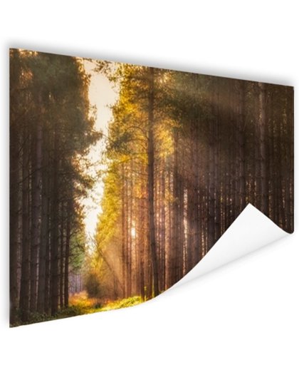 Zonnestralen langs hoge bomen Poster 60x40 cm - Foto print op Poster (wanddecoratie)