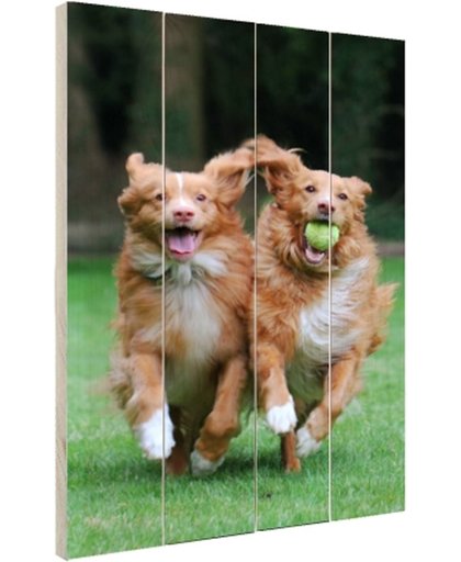 Twee honden spelen met bal Hout 60x80 cm - Foto print op Hout (Wanddecoratie)