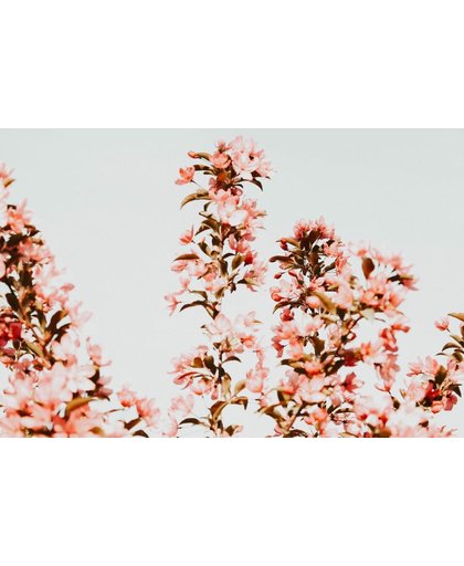 Kersenbloesem Behang | Wijnoogst van boombloemen wordt geschoten die | 375 x 250 cm | Extra Sterk Vinyl Behang