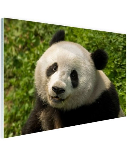 Nieuwsgierige panda Glas 30x20 cm - Foto print op Glas (Plexiglas wanddecoratie)
