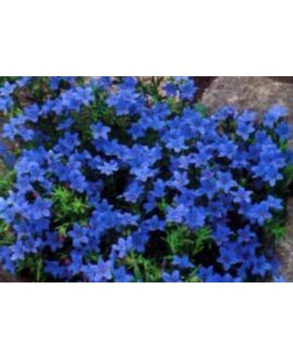 6 x Lithodora Diffusa 'Heavenly Blue' - Steenzaad pot 9x9cm
