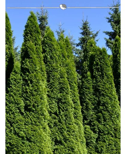 Westerse Levensboom Thuja Smaragd 60-80 cm, 100x haagplant, incl. bezorging