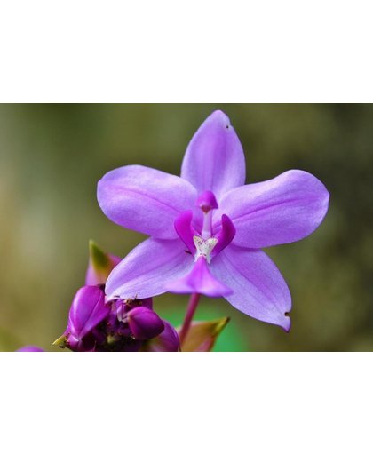 Orchidee Behang | Orchidee met purpere bloemblaadjes | 375 x 250 cm | Extra Sterk Vinyl Behang
