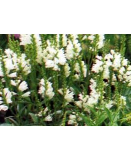 6 x Physostegia Virginiana 'Summer Snow' - Scharnierplant pot 9x9cm