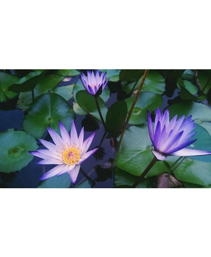 Lotusbloem Behang | Vijver met lotusbloemen | 442 x 250 cm | Extra Sterk Vinyl Behang