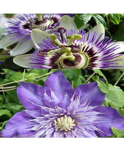 2  klimplanten: Passiflora & Clematis Multi Blue
