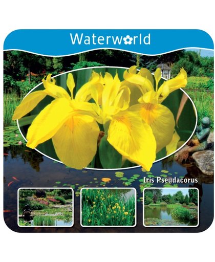 Waterworld® Aqua Set - Iris Pseudacorus - Gele Lis