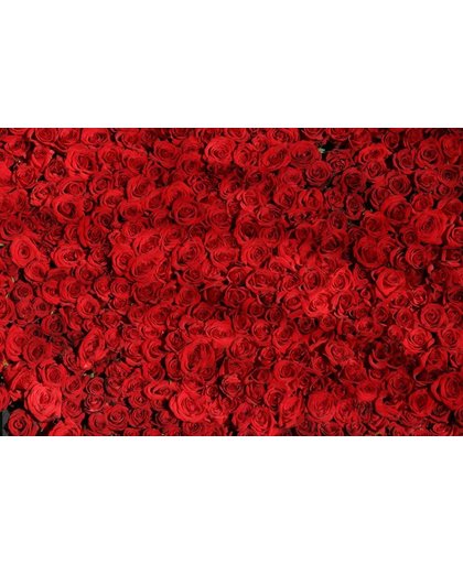 Roos Behang | Tapijt van rode rozen | 375 x 250 cm | Extra Sterk Vinyl Behang
