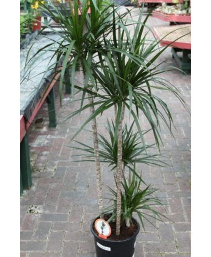 Dracaena marginata - Drakenbloedboom - Kamerplant - Huis of Kantoor Plant - Groot