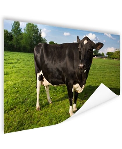 Starende zwart-witte koe Poster 120x80 cm - Foto print op Poster (wanddecoratie)