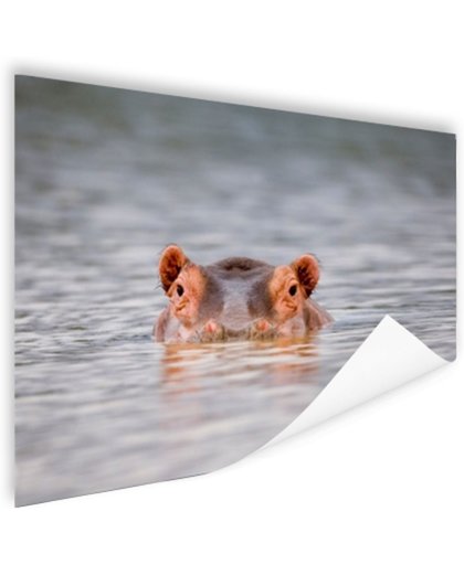 Nijlpaard close-up boven water Poster 60x40 cm - Foto print op Poster (wanddecoratie)