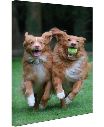 Twee honden spelen met bal Canvas 60x80 cm - Foto print op Canvas schilderij (Wanddecoratie)