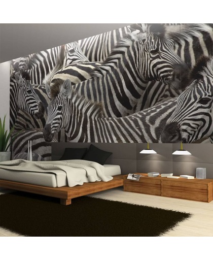 Fotobehang - Kudde zebra's
