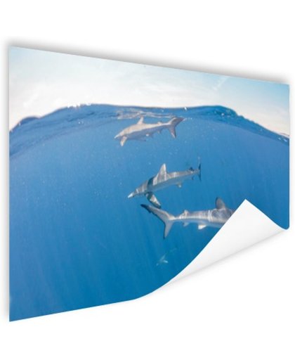 Haaien aan de oppervlakte Poster 180x120 cm - Foto print op Poster (wanddecoratie)