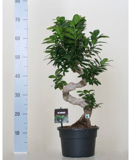 Ficus microcarpa ginseng bonzai S-model 70cm hoog