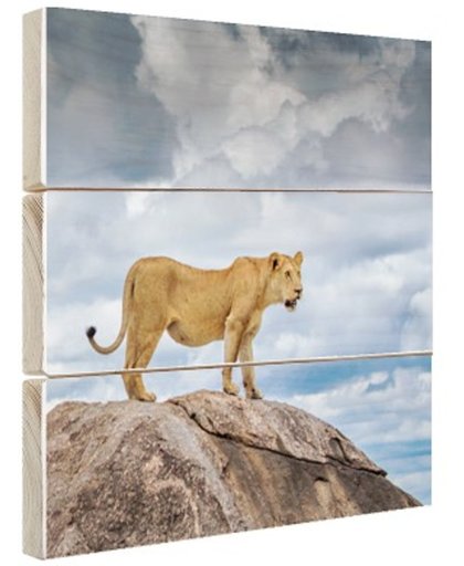 Leeuwin op rots Hout 40x60 cm - Foto print op Hout (Wanddecoratie)