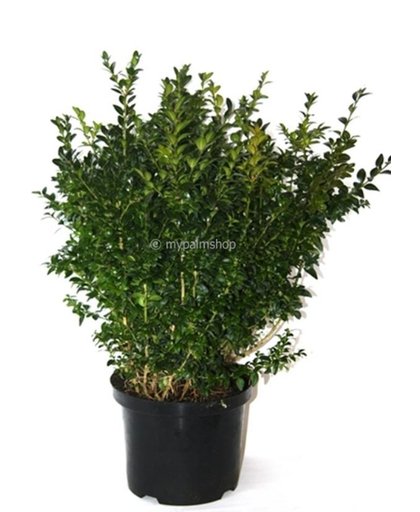 3 x Buxus sempervirens voor haag; Totale hoogte  ± 70cm incl. Ø 23cm pot | Ideaal voor haagbeplanting