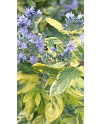 Caryopteris C. Summer Sorbet ('Dyraisey') - Blauwe Spirea 30-40 cm in pot