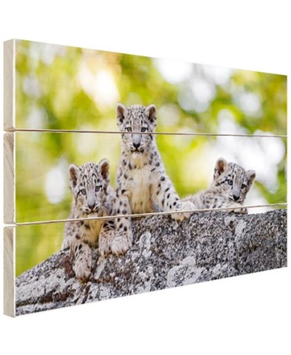 Drie luipaard welpen  Hout 80x60 cm - Foto print op Hout (Wanddecoratie)