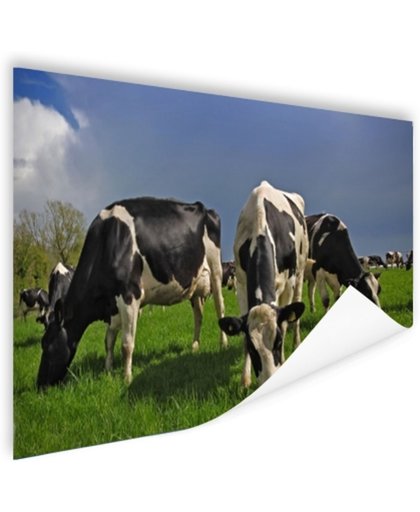 Kudde grazende koeien Poster 150x75 cm - Foto print op Poster (wanddecoratie)