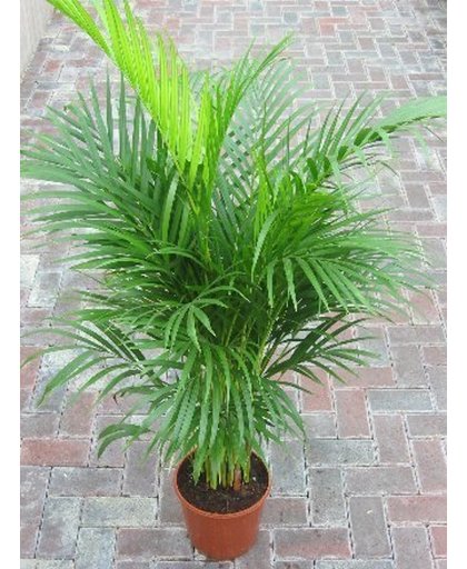 Chrysalidocarpus lutescens - Goudpalm - Areca Palm - Kamerplant - Huis of Kantoor Plant - 100 CM