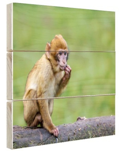 Jonge makaak aap Hout 30x20 cm - Foto print op Hout (Wanddecoratie)