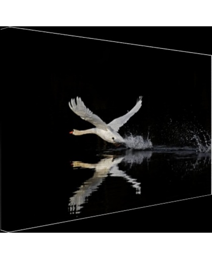 Vliegende zwaan Canvas 30x20 cm - Foto print op Canvas schilderij (Wanddecoratie)