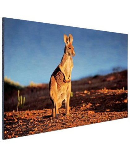 Rode kangoeroe in nationaal park Aluminium 60x40 cm - Foto print op Aluminium (metaal wanddecoratie)