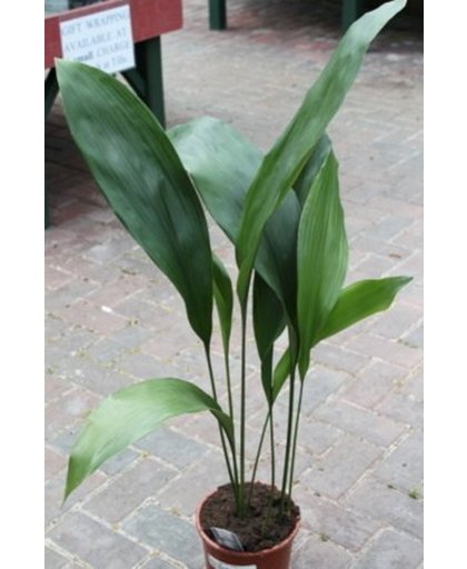 Aspidistra elatior 8+ leaf - Kwartjesplant - Kamerplant - Huis of Kantoor Plant