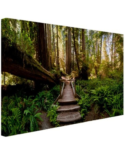 Trap van gevallen bomen in jungle Canvas 120x80 cm - Foto print op Canvas schilderij (Wanddecoratie)