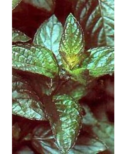 6 x Mentha Piperita - Groene Pepermunt pot 9x9cm