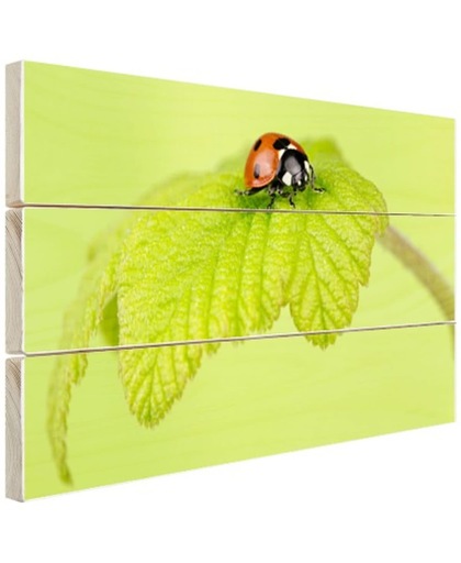 Lieveheersbeestje groen blaadje Hout 30x20 cm - Foto print op Hout (Wanddecoratie)