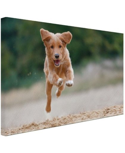 Rennende hond foto Canvas 80x60 cm - Foto print op Canvas schilderij (Wanddecoratie)